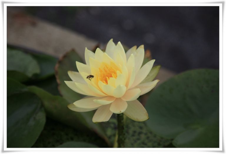 수련