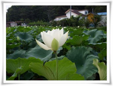 백연