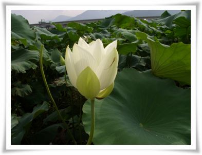 백연