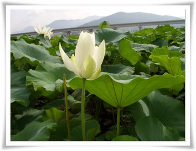 백연