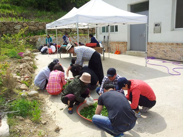 2014년 전통 차 제다 체험